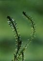 Elodea canadensis Michx. attēls