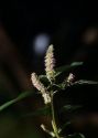 Elsholtzia ciliata (Thunb.) Hyl. attēls