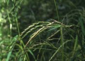 Elymus caninus (L.) L. attēls