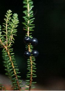 Empetrum nigrum L. attēls