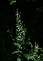 Epilobium adenocaulon Hausskn. attēls