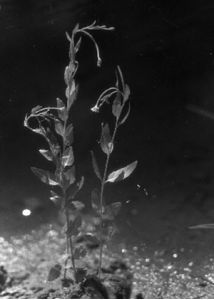 Epilobium collinum C.C.Gmel. attēls