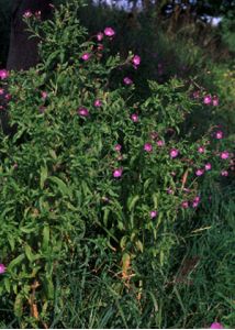 Epilobium hirsutum L. attēls