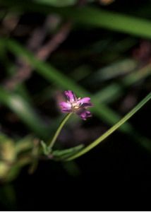 Epilobium montanum L. attēls