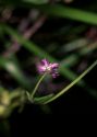 Epilobium montanum L. attēls