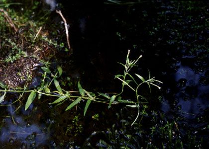 Epilobium obscurum Schreb. attēls