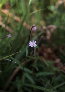 Epilobium palustre L. attēls