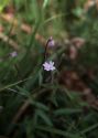 Epilobium palustre L. attēls