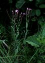 Epilobium parviflorum Schreb. attēls