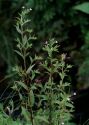 Epilobium roseum Schreb. attēls