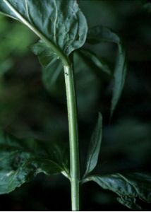 Epilobium tetragonum L. attēls