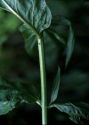 Epilobium tetragonum L. attēls