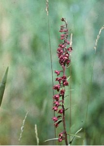 Epipactis atrorubens (Hoffm. ex Bernh.) Besser attēls