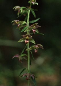 Epipactis helleborine (L.) Crantz attēls