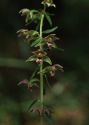 Epipactis helleborine (L.) Crantz attēls