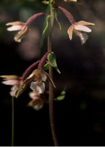 Epipactis palustris (L.) Crantz attēls