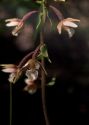 Epipactis palustris (L.) Crantz attēls