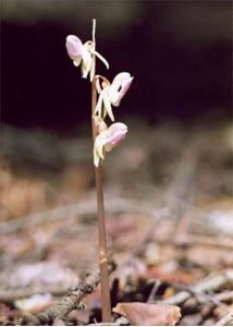 Epipogium aphyllum Sw. attēls