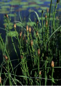 Equisetum fluviatile L. attēls