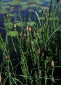 Equisetum fluviatile L. attēls