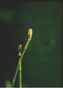 Equisetum hyemale L. attēls