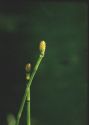 Equisetum hyemale L. attēls