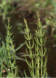 Equisetum palustre L. attēls