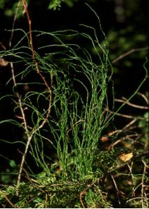 Equisetum scirpoides Michx. attēls