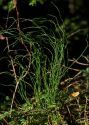 Equisetum scirpoides Michx. attēls
