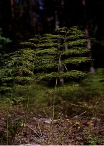 Equisetum sylvaticum L. attēls