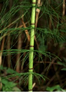 Equisetum telmateia Ehrh. attēls