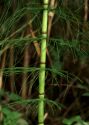 Equisetum telmateia Ehrh. attēls