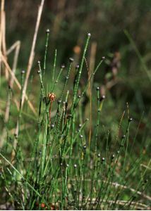 Equisetum variegatum Schleich. ex F.Weber et D.Mohr attēls