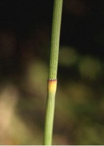 Equisetum x moorei Newman attēls