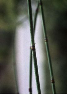 Equisetum x trachyodon A.Braun attēls