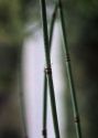 Equisetum x trachyodon A.Braun attēls