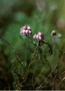 Erica tetralix L. attēls