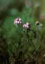 Erica tetralix L. attēls