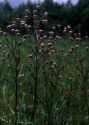 Erigeron acris L. attēls