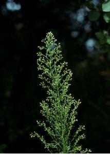 Erigeron canadensis L. attēls