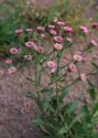 Erigeron politus Fr. attēls