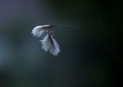 Eriophorum gracile W.D.J.Koch attēls