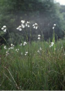 Eriophorum latifolium Hoppe attēls