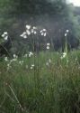 Eriophorum latifolium Hoppe attēls
