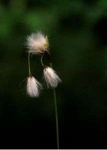 Eriophorum polystachion L. attēls