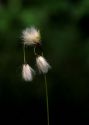 Eriophorum polystachion L. attēls