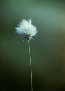 Eriophorum vaginatum L. attēls