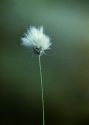 Eriophorum vaginatum L. attēls