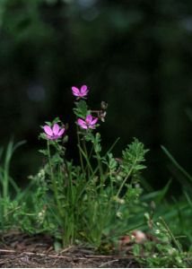 Erodium cicutarium (L.) L’Hér. attēls