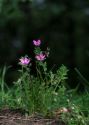 Erodium cicutarium (L.) L’Hér. attēls